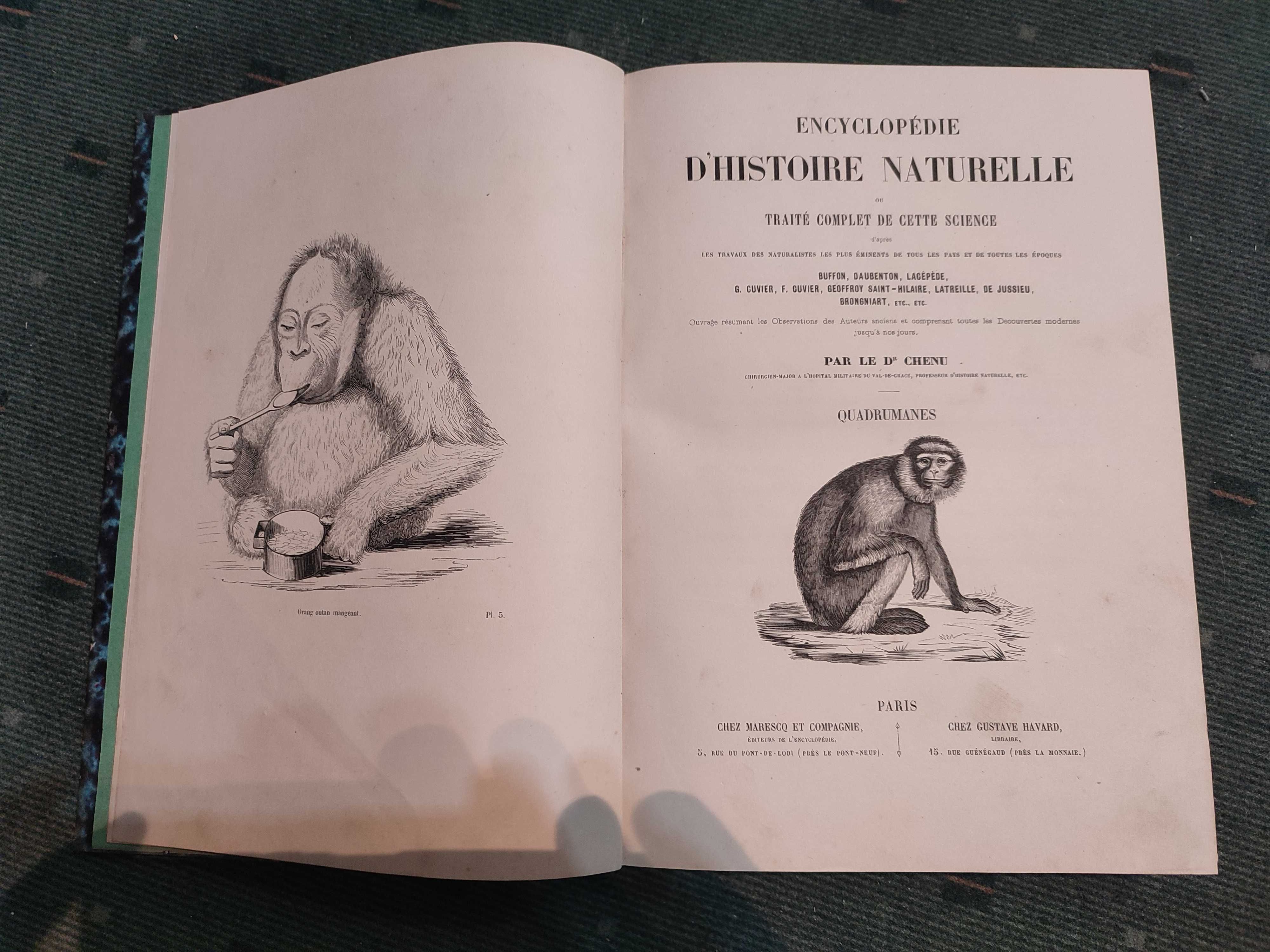 Encyclopédie D'Histoire Naturelle Traité Complet - Quadrumanes