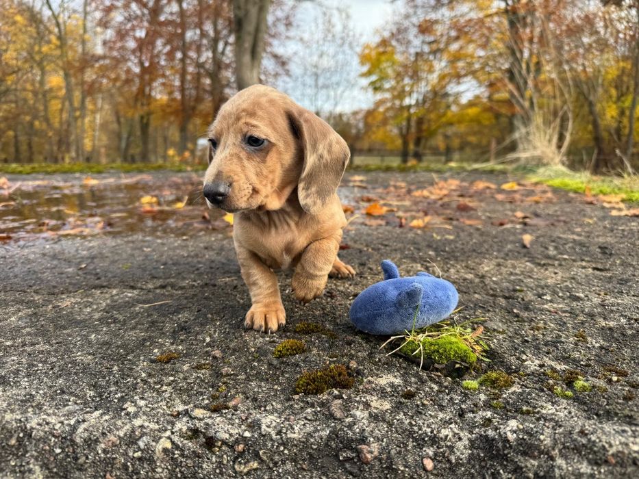 jamnik miniaturowy merlle suczka