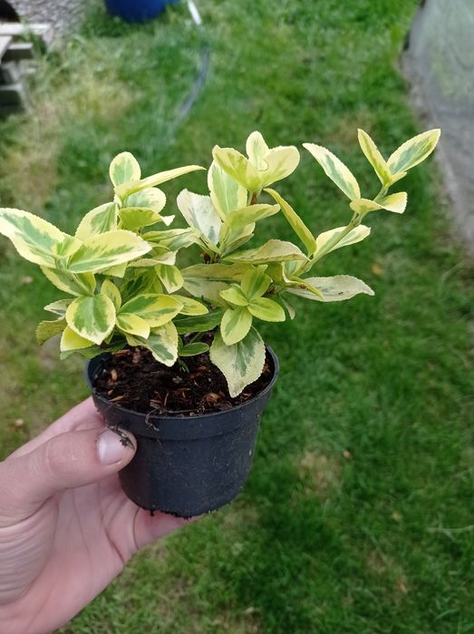 Trzmielina pięknie ukorzeniona