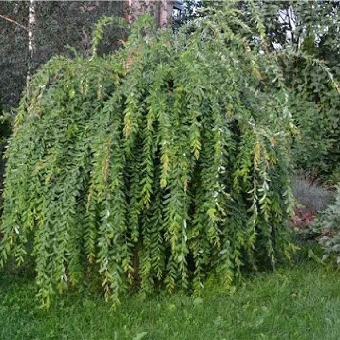 Саджанці декоративних рослин.  Сакура,  декоративний квітучий мигдаль