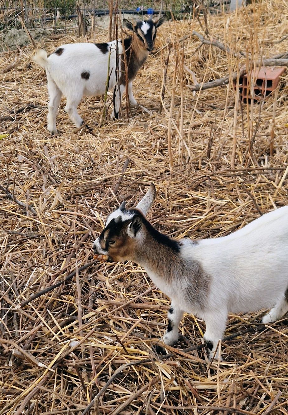 Cabras anãs e cabrito anão