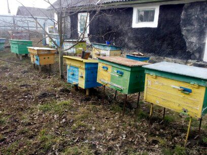 Бджолосімї з вуликами