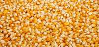 KUKURYDZA ziarno nasiona kukurydzy worki z kukurydzą wysyłam kukurydzę