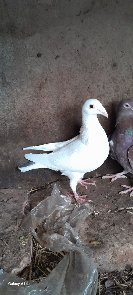 Продаються голуби: чехи самці,жешовські самці,сатенети є пара молодих