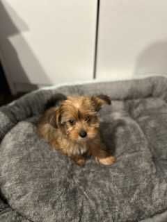 Yorkshire Terrier Suczka