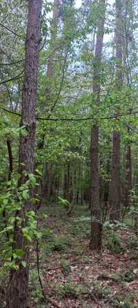 Działka leśna, las, drzewostan 60-lat