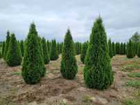 Tuja szmaragd 250 cm, żywotnik zachodni ,,smaragd", Thuja occidentalis