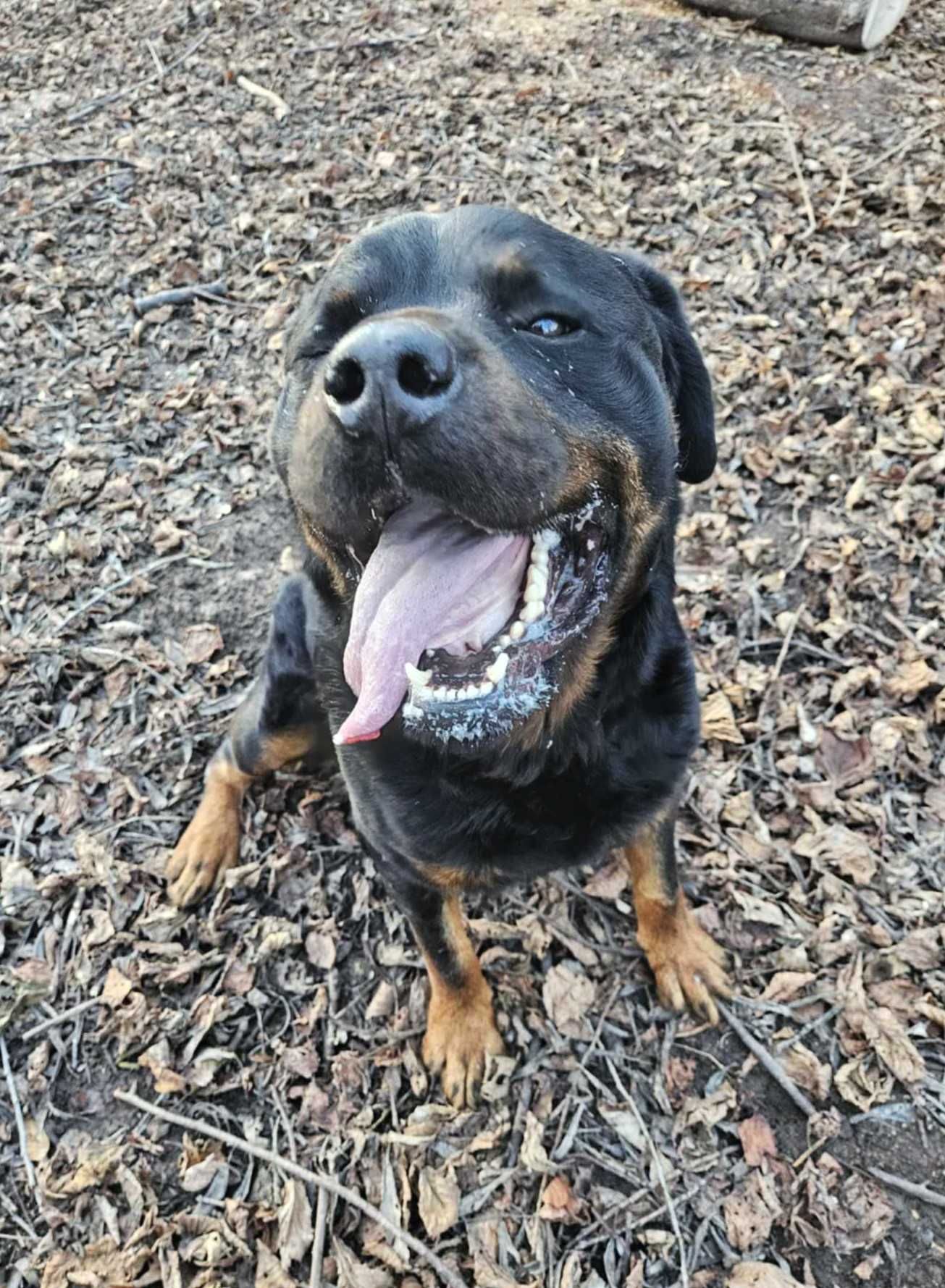 Maciek w typie rottweiler młodziak, typowy przedstawiciel swojej rasy