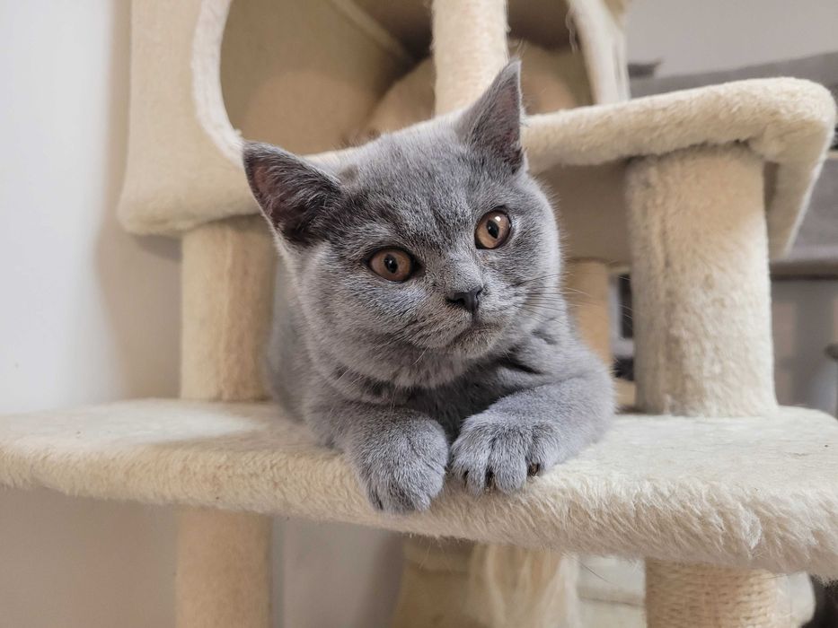 Kocurek brytyjski niebieski. Rodowód FPL.