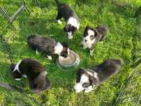 Border collie samczyk 10 tygodniowy z rodowodem