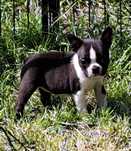 Boston terrier-suczka, metryka ZKwP