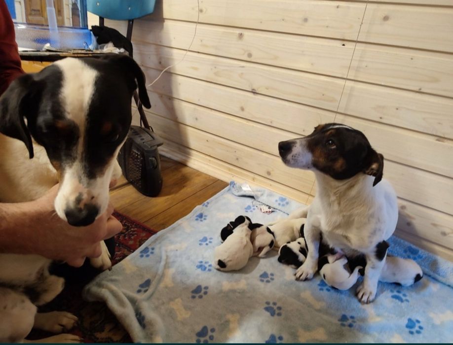 Джек Рассел  продам щенков