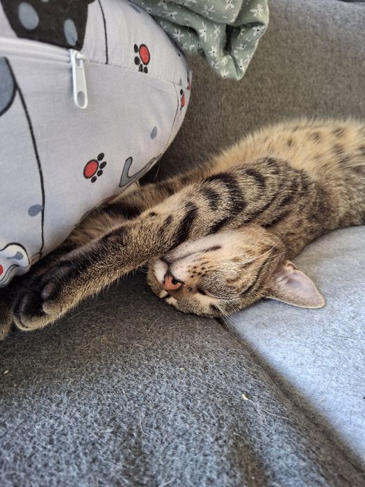 BELLA poleca się do dopcji