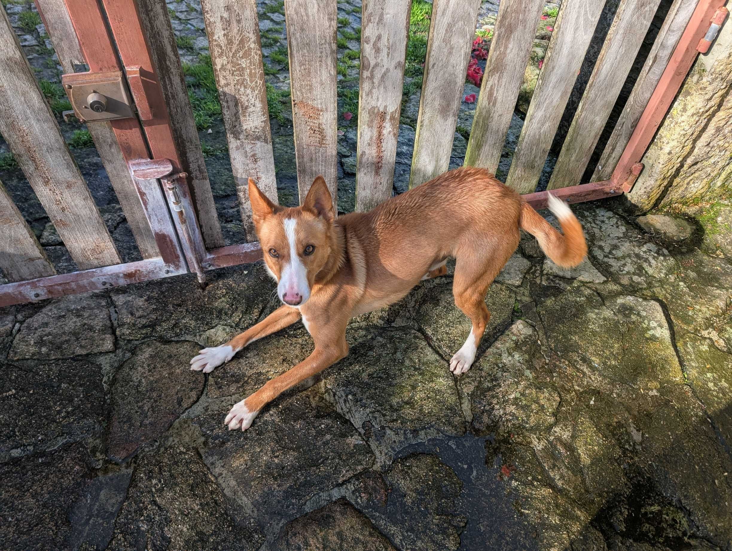 Cão Podengo Português Médio com LOP para Adoção – Viseu