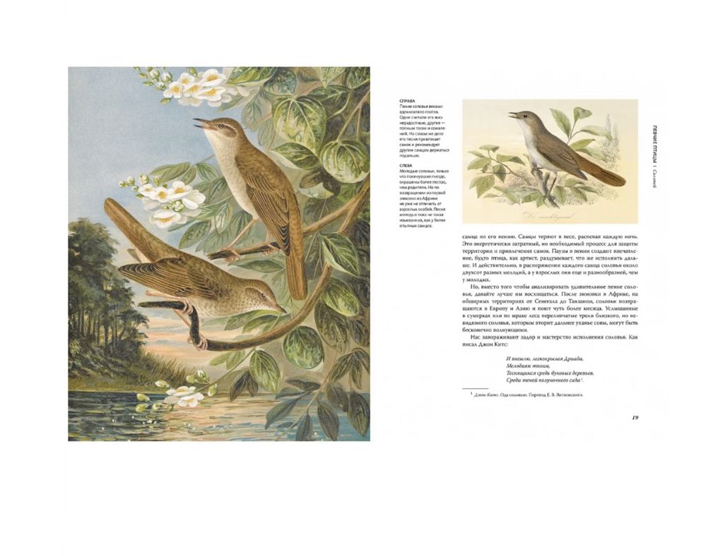 Книга Восхитительные птицы, 240 ст.