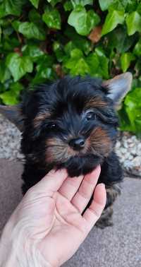 Yorkshire terrier piesek york