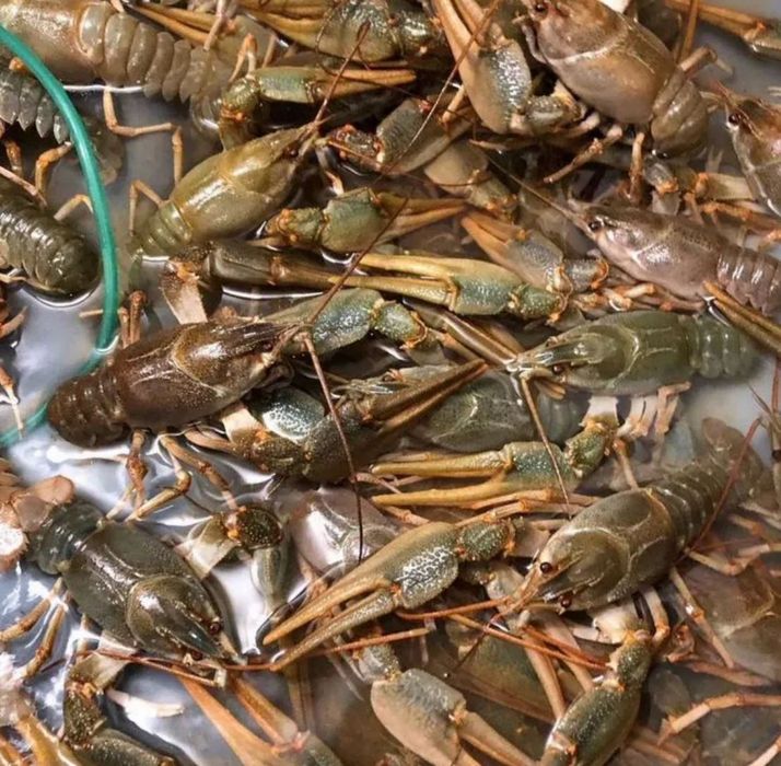 Продам живі раки