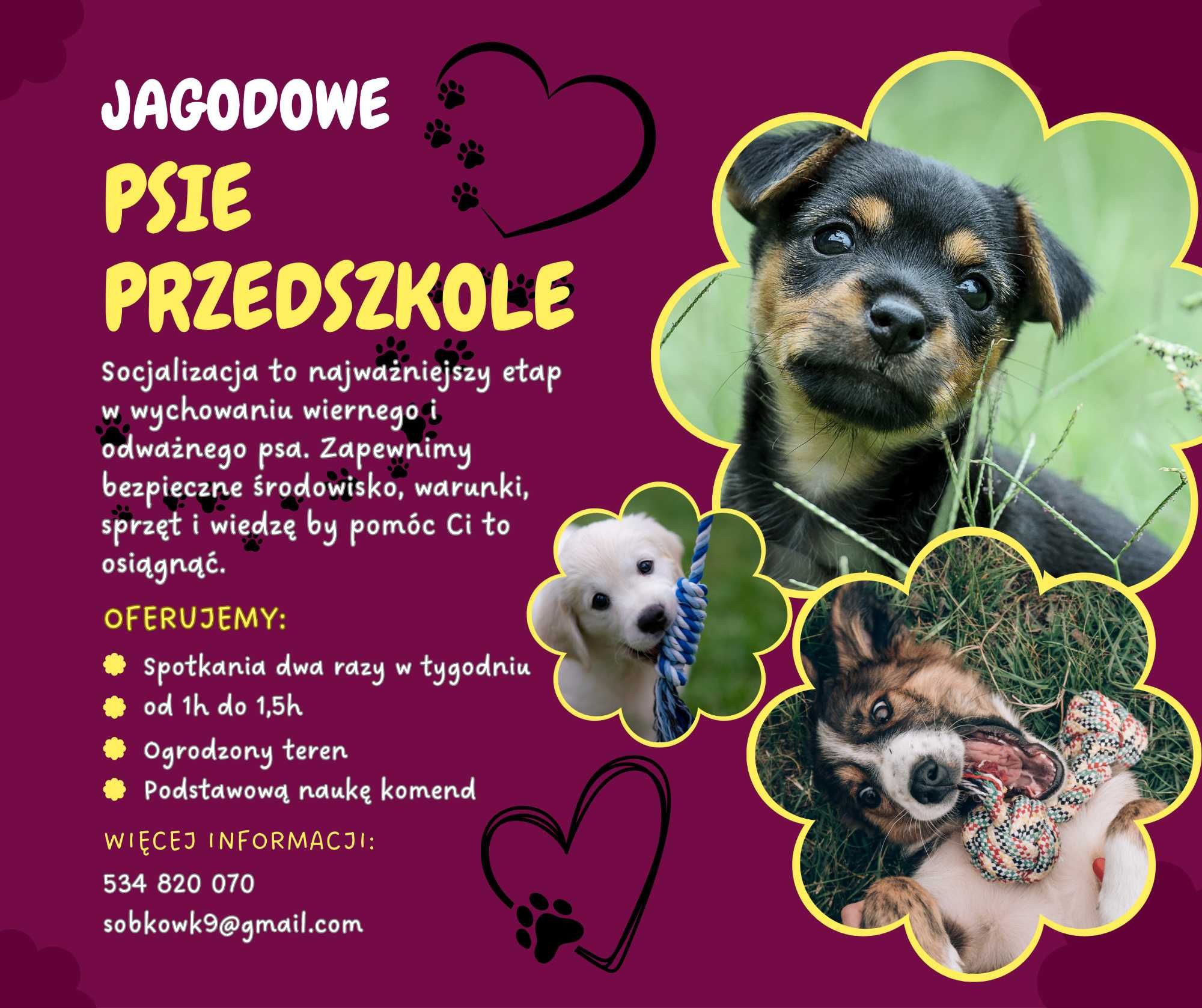 TRENER PSÓW / Szkolenie psów / psi behawiorysta / DARMOWE konsultacje