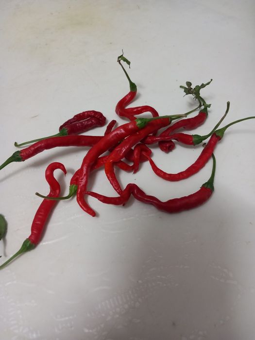 Malaguetas africanas