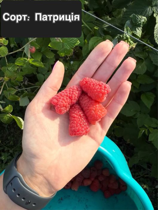 Саджанці ремонтантних та не ремонтантних сортів малини