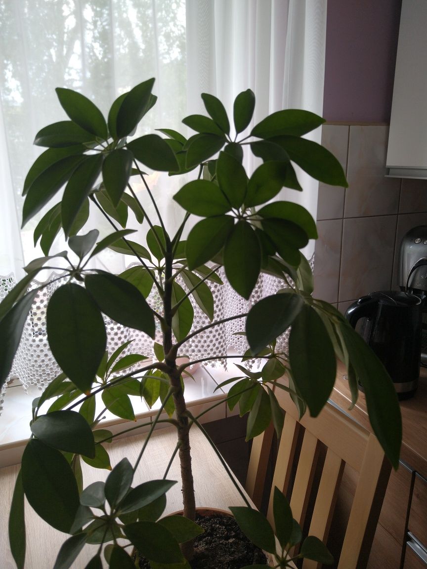 Szeflera zielona 74 cm z doniczką