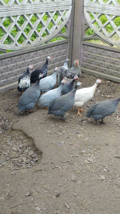 Młode perliki zmienią dom