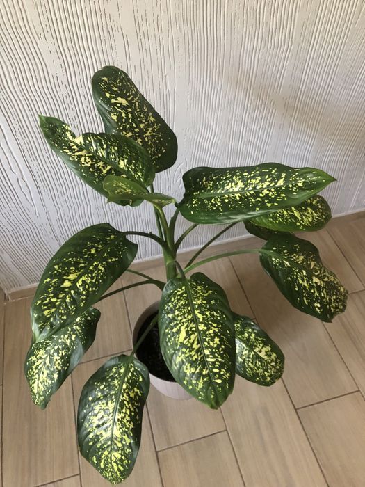 Дифенбахия пятнистая.