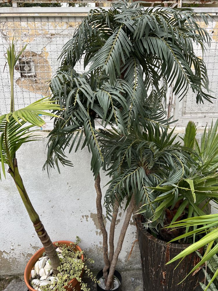Palmeira árvore artificial