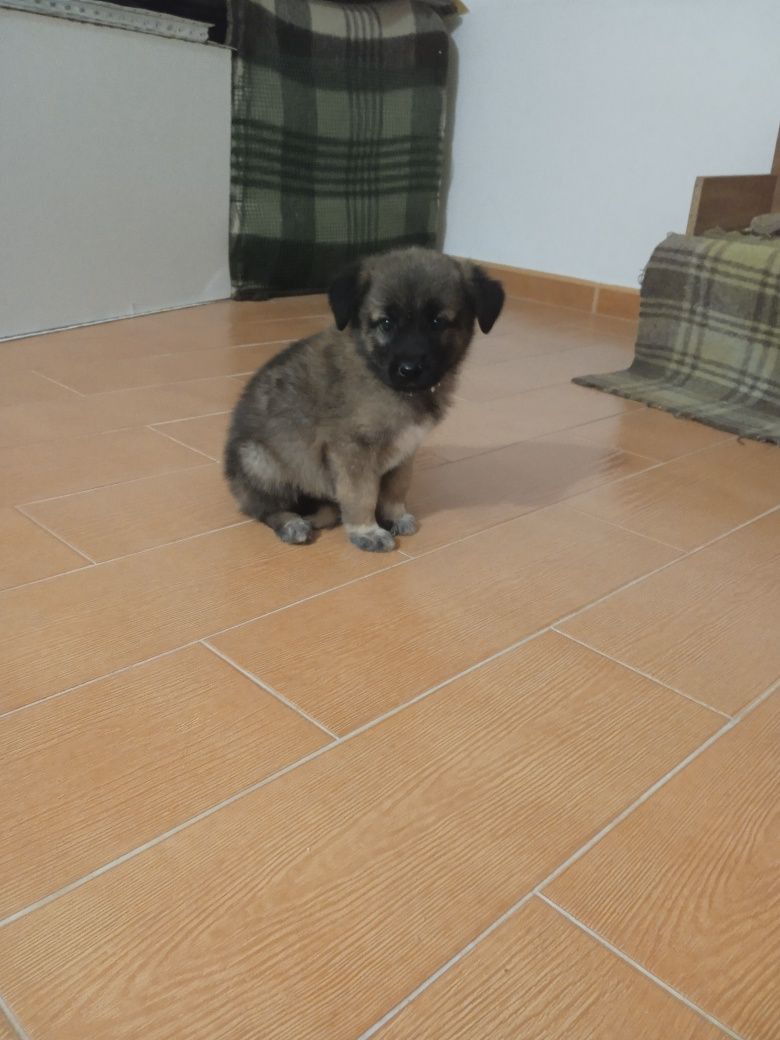 Cachorrinho Serra da Estrela