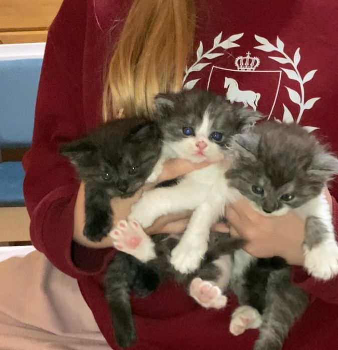 Гарні котята, темні і двух кольорові