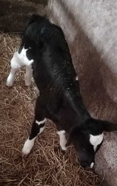 Byczek HO i jałoszka MM