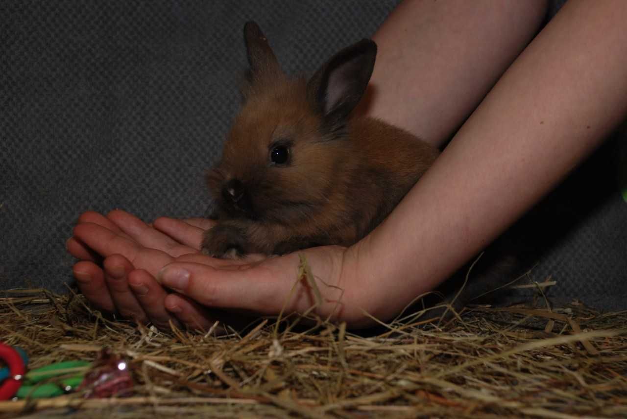 Рудий карликовий кролик, голандська порода, міні кролики
