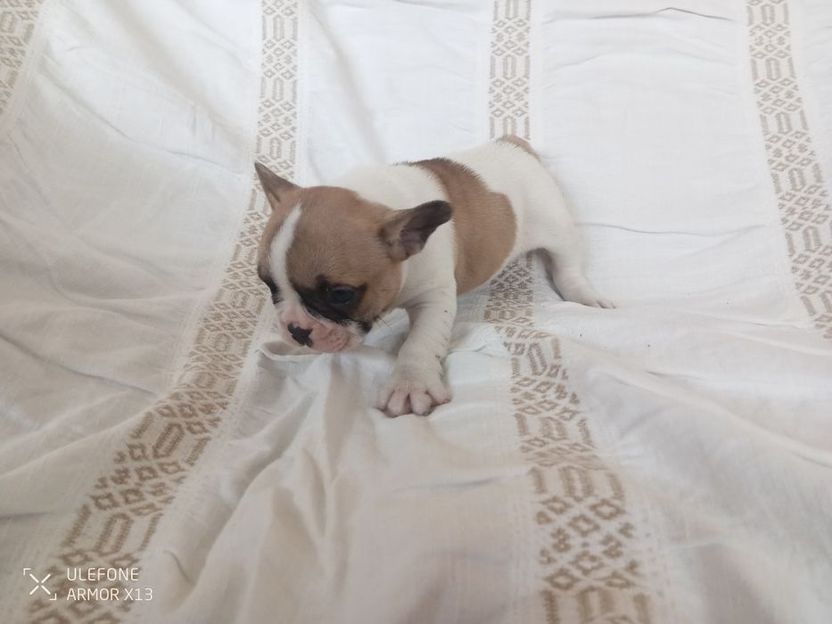 Bulldog  Francês macho