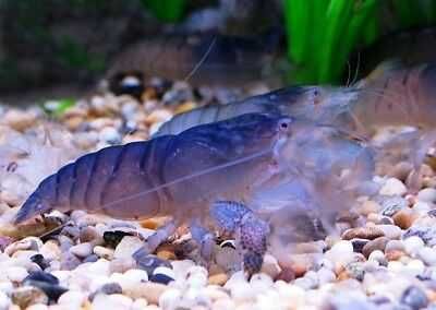 Krewetka Gabońska - 6 cm - 5sztuk - Sklep ALTUM Kraków