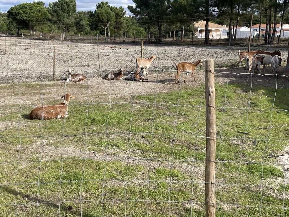 Cabras floridas prenhas