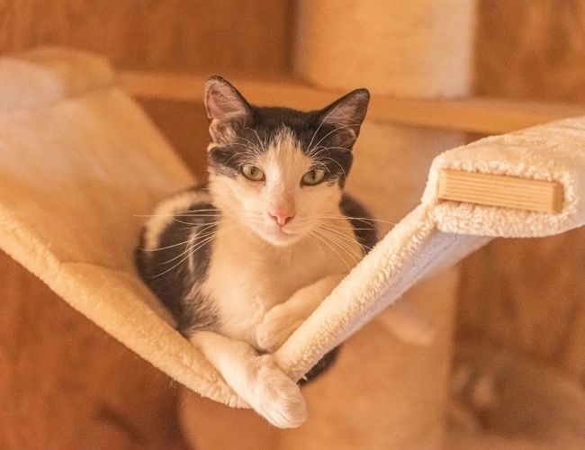 Miodek do adopcji!