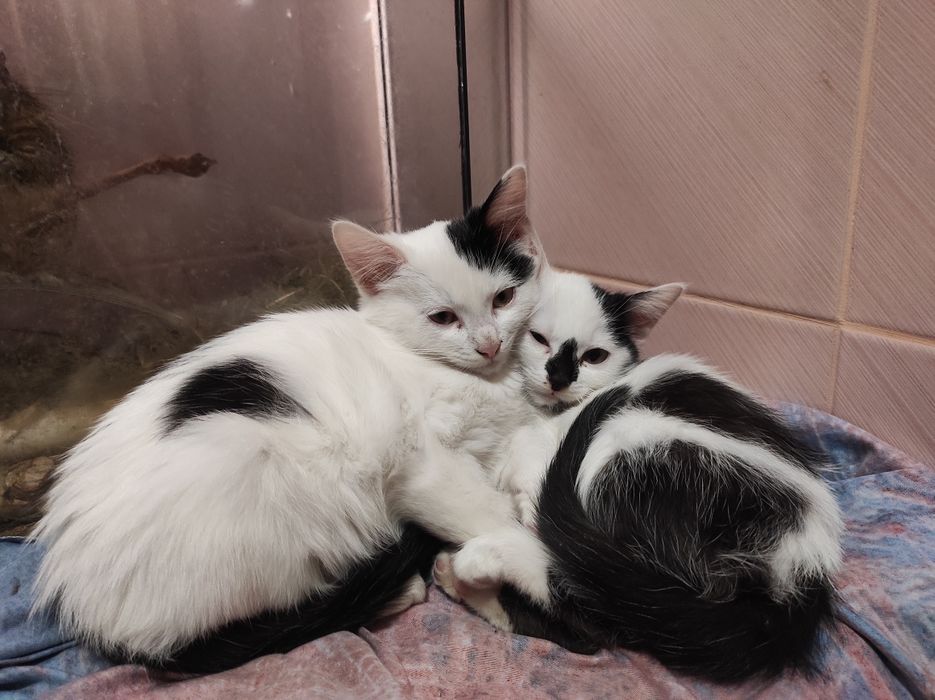 Прекрасные котики ищут семью, бесплатно!!