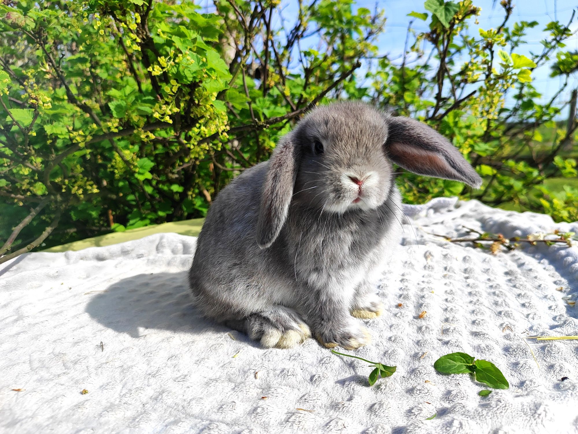 Mini lop rasowy metryka legalna hodowla królik miniaturka baranek