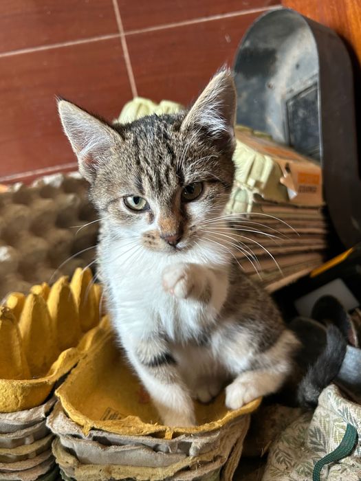 Oddam kotki w dobre ręce