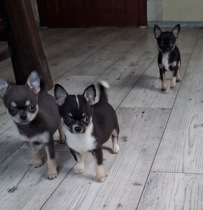 Chihuahua niebieska suczka
