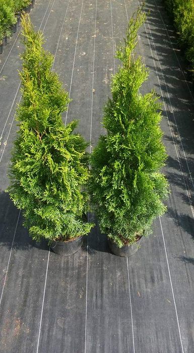 Tuja  Szmaragd 110-120cm