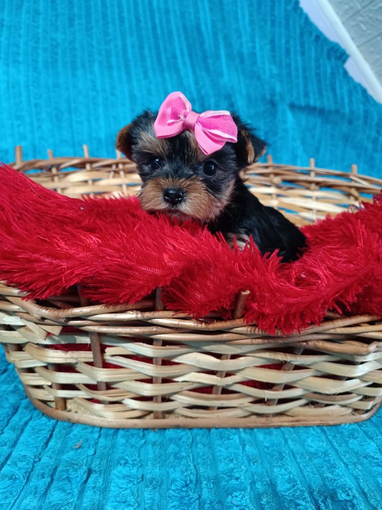 Yorkshire terrier śliczna miniaturowa suczka