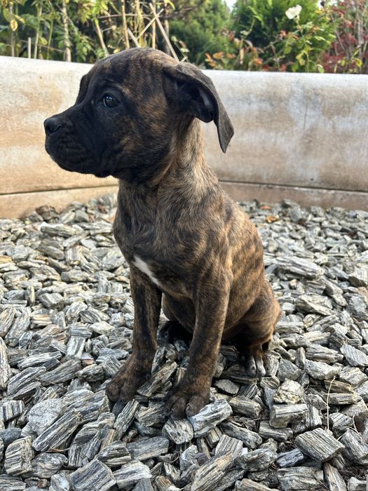 cane corso tygrysie umaszczenie suka unikalnej masci - odbior