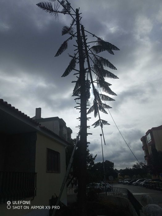 Corte e poda de árvores