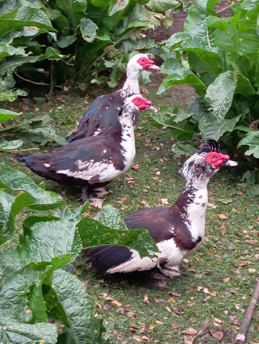 Sprzedam kaczki w różnym wieku