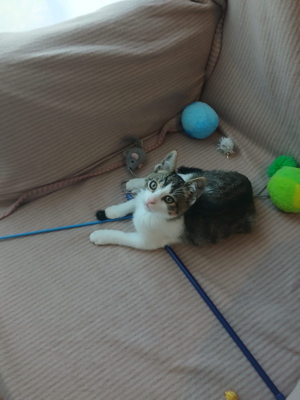 Filipek puszysty kociak