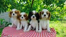 Śliczne szczenię- Cavalier King Charles Spaniel (suczka)