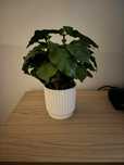 Kwiat arabica oddam