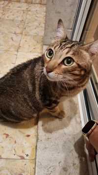 Gato encontrado em Vila Franca de Xira