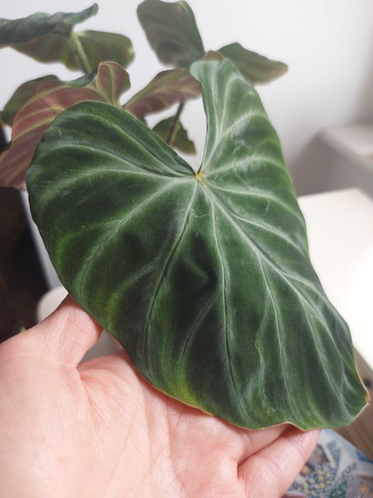 Filodendron brodawkowaty duże okazy sadzonki